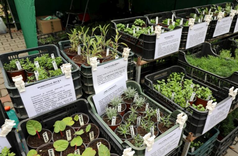 Sobotní Bylinkový den s programem pro celou rodinu