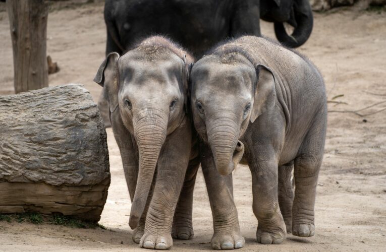 Slůňata v Zoo Praha již podstupují veterinární trénink