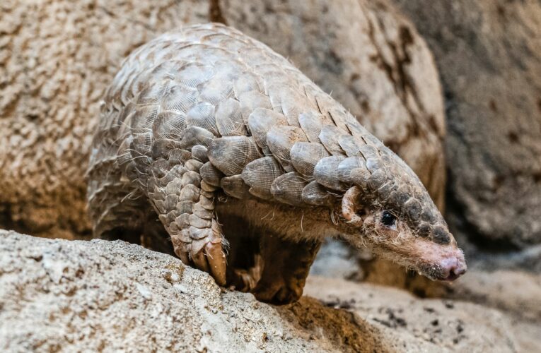 Zoo Praha získala luskouny