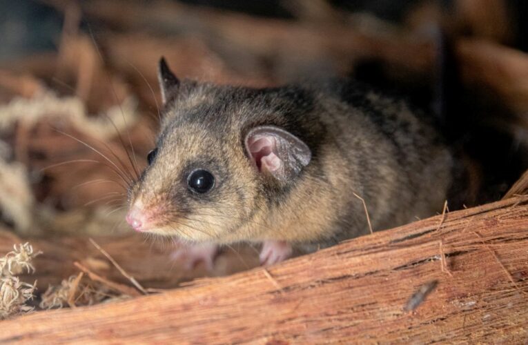 Velikonoční naděje pro vakoplcha trpasličího
