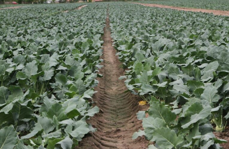 Ministerstvo zemědělství reaguje na krizi na Ukrajině. Zemědělcům letos umožní využít i půdu, která dosud musela ležet ladem