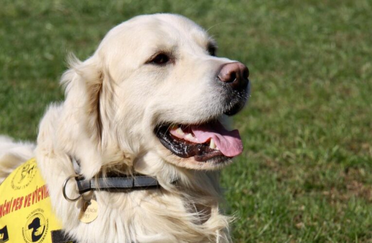 Při výběru psa nedejte na módní trendy