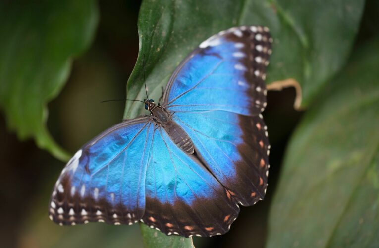 Botanická zahrada v Troji bude mít otevřeno celé Velikonoce
