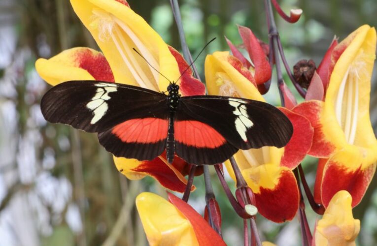 ￼ Výstava tropických motýlů ve skleníku Fata Morgana má před sebou poslední víkend