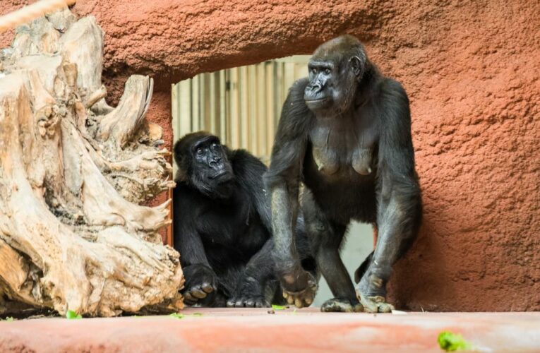 Gorily v Zoo Praha si zvykají v novém pavilonu