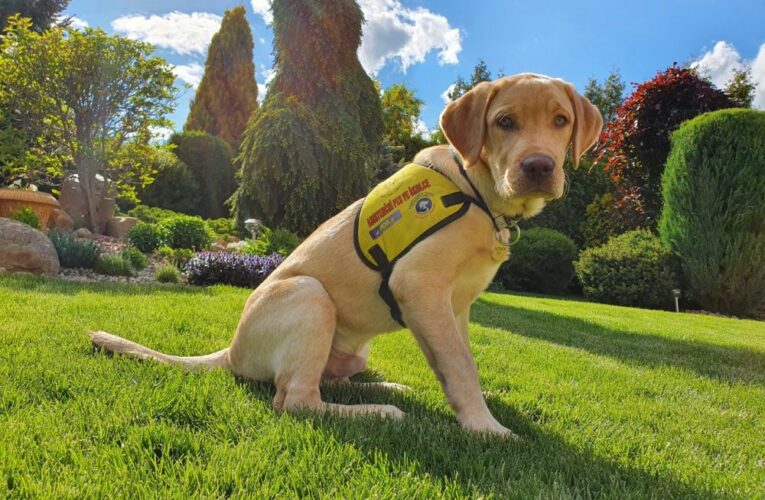 Pohodové léto pro vás i vašeho psího kamaráda