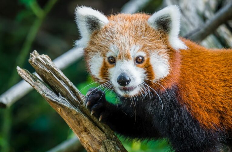 Pandí námluvy v Zoo Praha