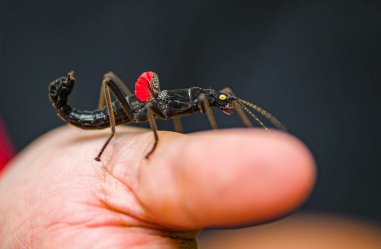 Víkend hmyzožravců v Zoo Praha