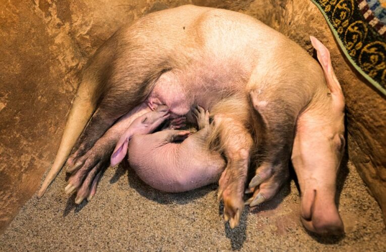 Malý hrabáč je konečně vidět