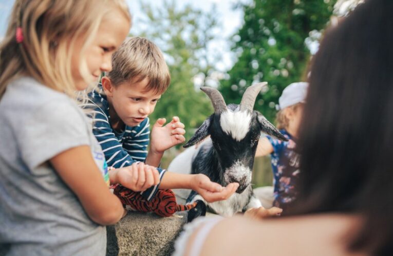 ZOO Hluboká je nejnavštěvovanějším cílem jižních Čech. AJG skokanem roku