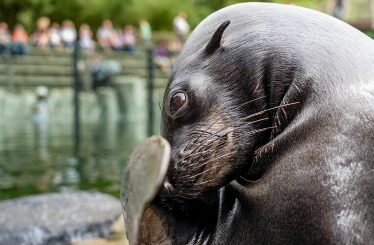 Lachtan Eda už mává návštěvníkům Zoo Praha