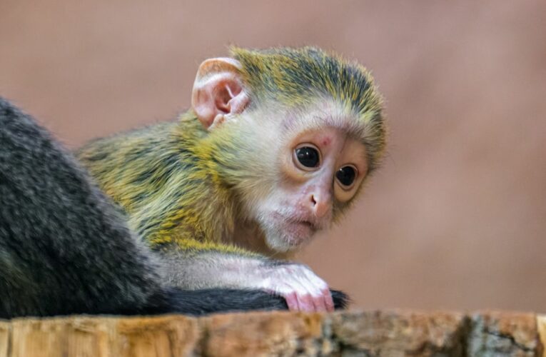 Mládě kočkodana Brazzova přišlo v Zoo Praha na svět minulou středu v časných ranních hodinách a dle chovatelů se mu daří dobře. Připravovaný nový pavilon goril zvaný Rezervace Dja, který bude otevřen již koncem září, tak má svého prvního zde narozeného obyvatele.