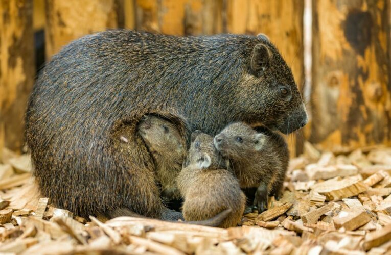 Letní babyboom v Zoo Praha