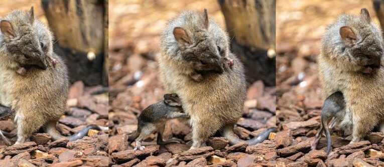 V Zoo Praha se vůbec poprvé narodil klokánek krysí