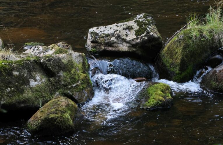 Ministerstvo zemědělství: Státy musí přijmout nová účinná opatřenípro ochranu kriticky ohroženého úhoře říčního