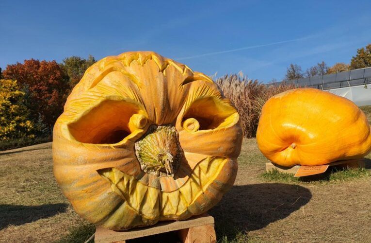 V trojské botanické zahradě se v říjnu uskuteční tradiční výstava dýní, tentokrát bude inspirována kulturou Keltů