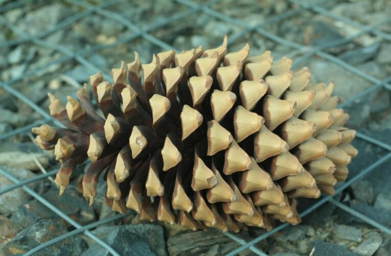 Rekordmani ze světa rostlin v botanické zahradě v Troji