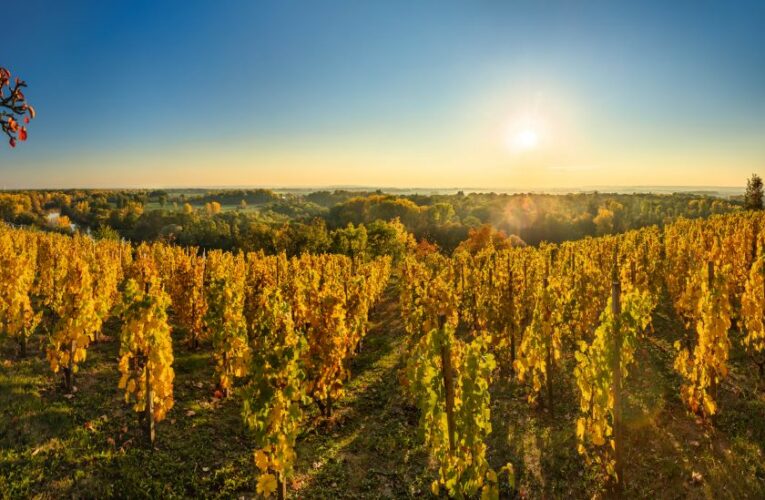 Tradiční vinobraní ve středních Čechách