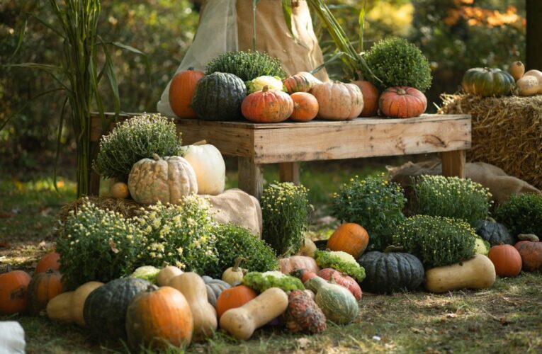 V botanické zahradě v Troji začíná výstava dýní, ta největší má přes sto kilo