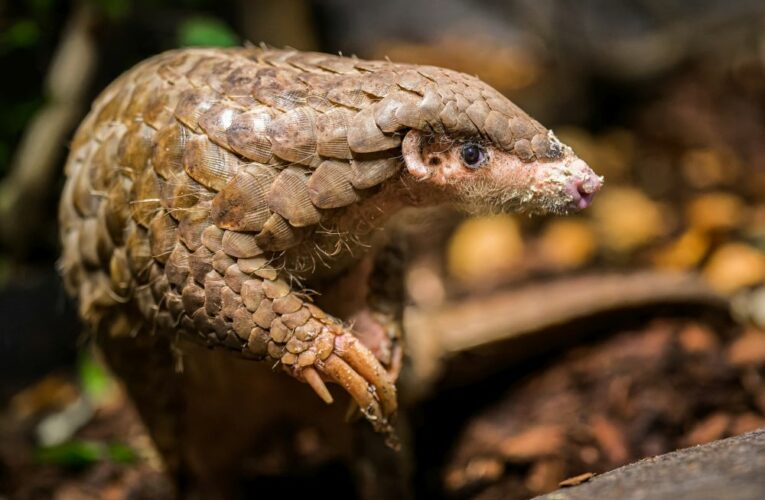 Luskouní samice v Zoo Praha je březí!