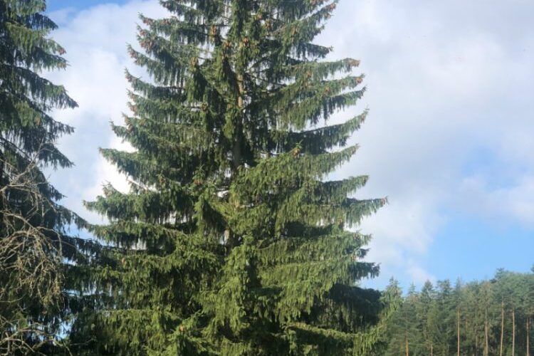 Staroměstské náměstí letos ozdobí smrk z Ústeckého kraje