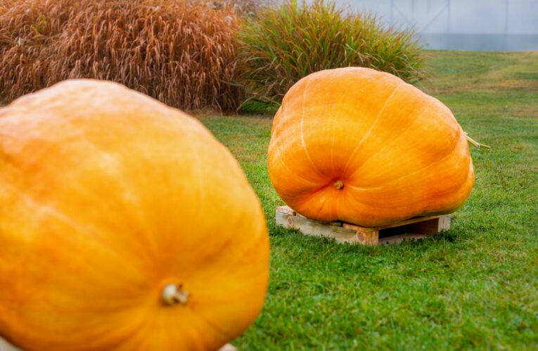 Už za týden začne v botanické zahradě v Troji přehlídka dýňových aranžmá, tentokrát inspirovaná kulturou Keltů