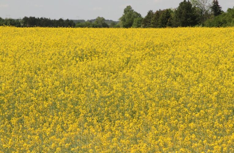 Čeští zemědělci udávají trendy ve snižování spotřeby pesticidů