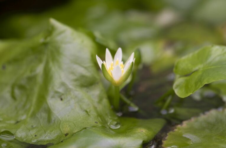 Nejmenší leknín na světě je k vidění ve skleníku Fata Morgana