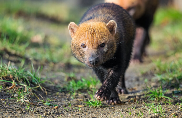 V Zoo Praha se zabydluje nová samice psa pralesního