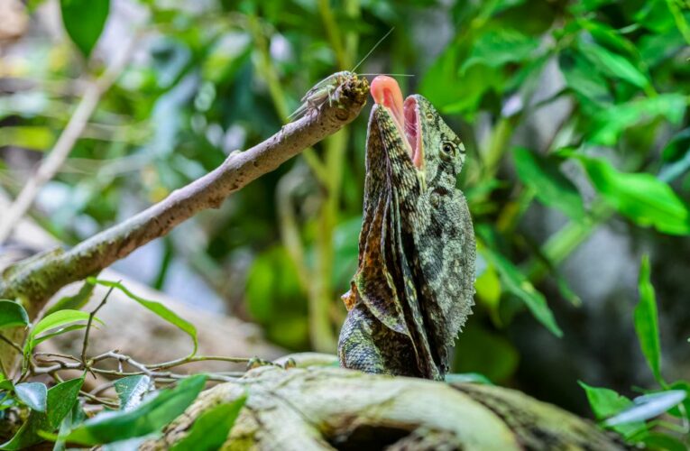 Zoo Praha představuje agamy límcové