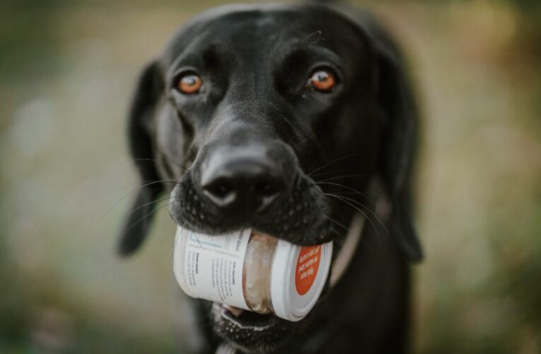 Kolagen ve výživě domácích zvířat