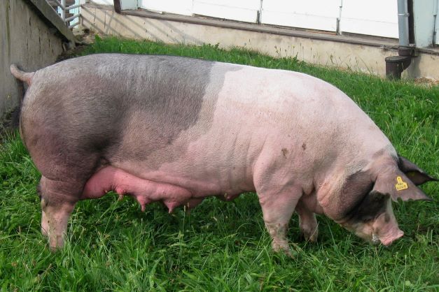 Letenské prase aneb Zabijačka v muzeu