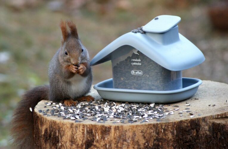 Důmyslné krmítko s Igráčkem ornitologem učí děti pomáhat přírodě