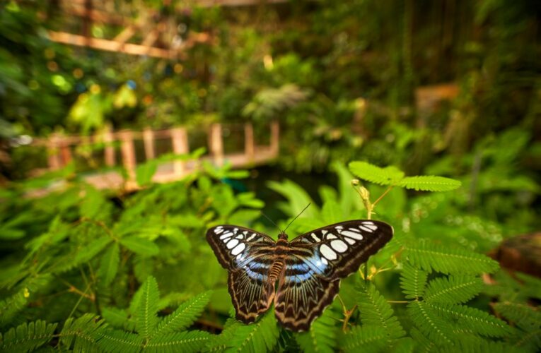 Botanická zahrada Praha zaznamenala v roce 2022 rekordní návštěvnost