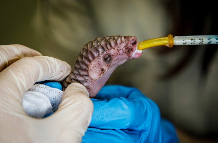 Luskouní mládě začalo přibývat na váze