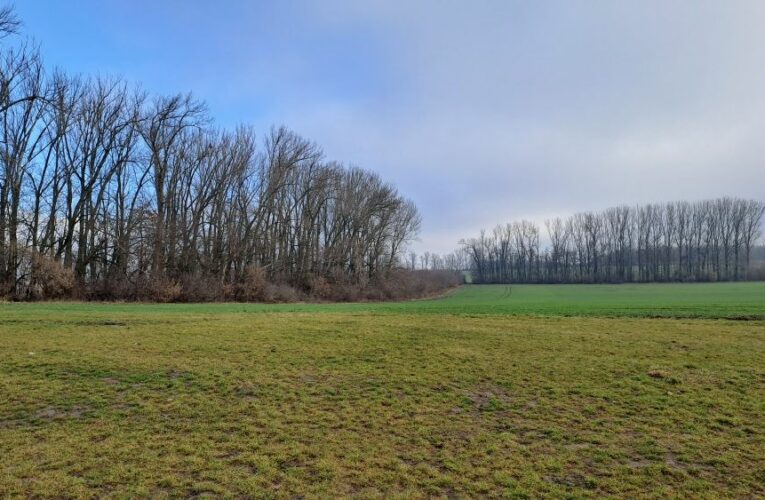 Fond na obnovu a zakládání větrolamů zřídí Lesy České republiky