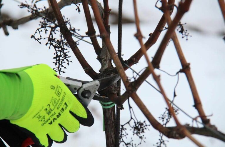 18. MISTROVSTVÍ V ŘEZU RÉVY VINNÉ HOSTÍ CHATEAU BZENEC