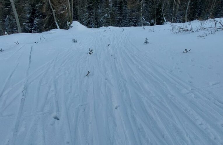 Běžkaři v porostech poškozují sazenice, na vyznačených trasách jsou ale vítaní