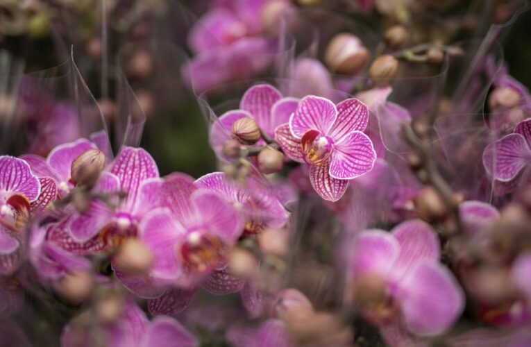 Už za měsíc začne v botanické zahradě v Troji oblíbená výstava orchidejí