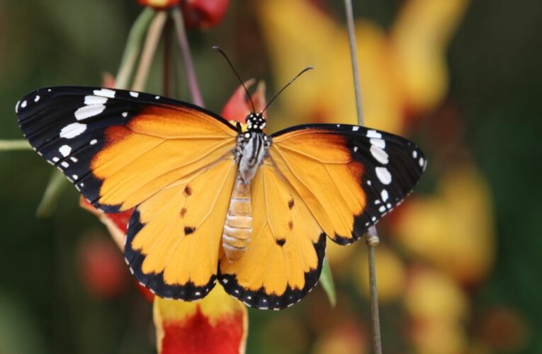 Botanická zahrada Praha připravuje oblíbenou výstavu motýlů, ukáže kouzlo metamorfózy