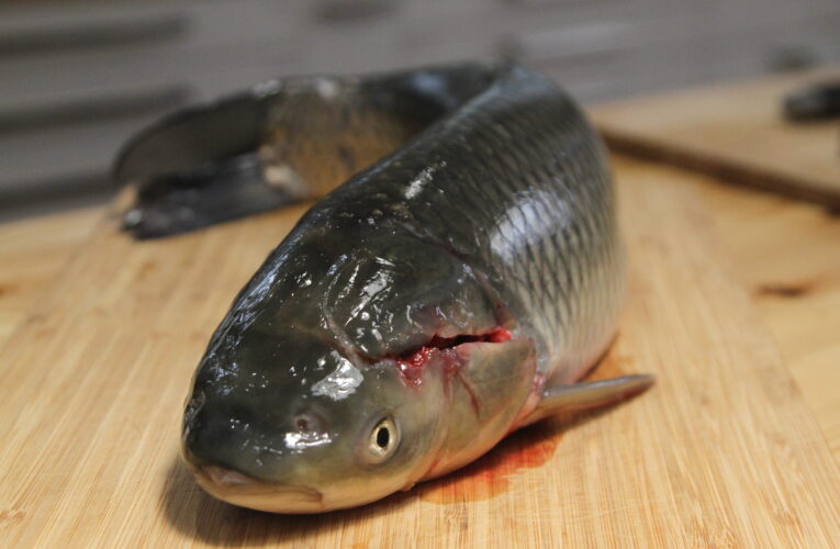 Ministerstvo zemědělství spustí jarní příjem žádostí o rybářské dotace. Nově podpoří zahraniční spolupráci v rybářském odvětví