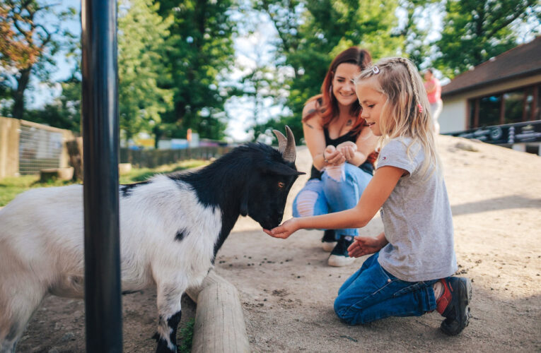 Zoo Hluboká se stala podruhé v řadě nejnavštěvovanějším cílem jižních Čech