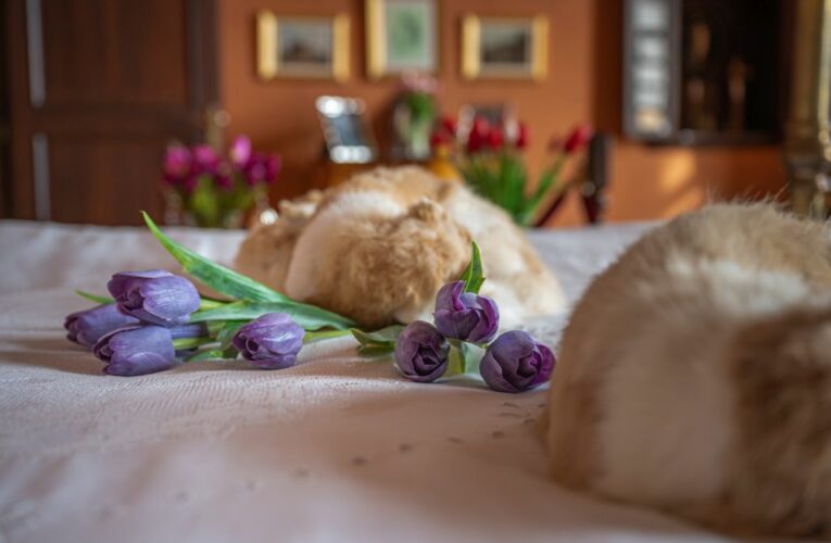 Loučeňský zámek promluví řečí květin