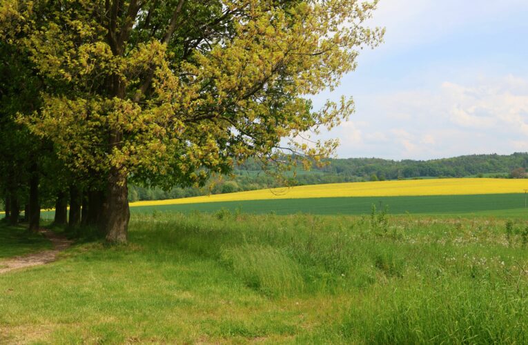 Na polích a pastvinách vyrostou duby, habry a lípy. Zcela nové opatření Agrolesnictví podpoří výsadbu stromů na zemědělské půdě