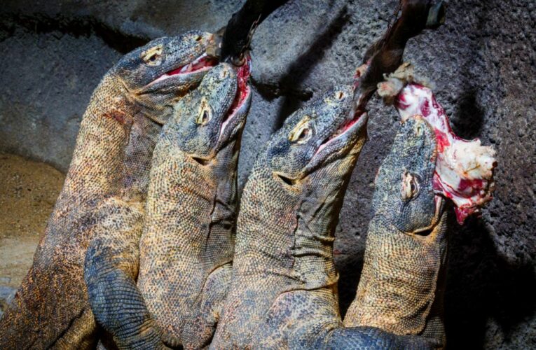 Krmení komodských draků