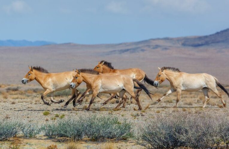 Z každého vstupu do Zoo Praha půjde 8 Kč na ochranu biodiverzity