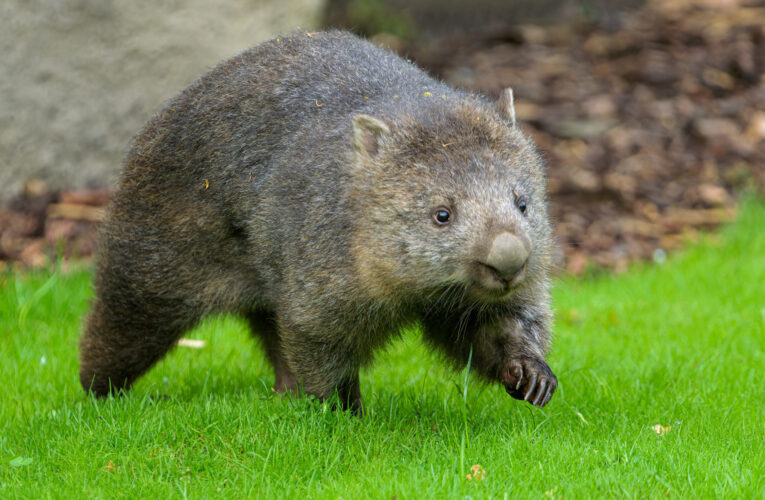Zoo Praha představila vombatí samici Winkleigh