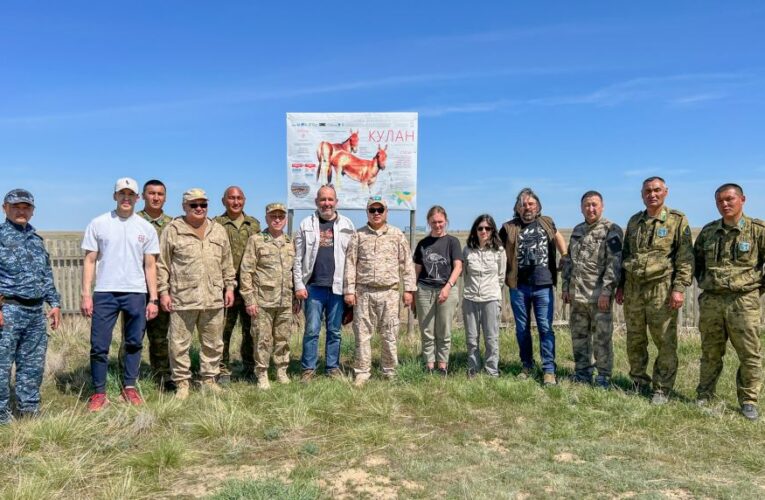 Zlatá step pro koně Převalského