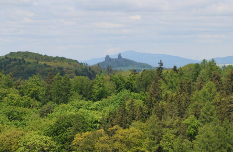 Naše lesy se mění: třetí rok po sobě se sází víc listnáčů než jehličnanů