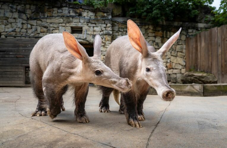 V Africkém domě je k vidění nová samice hrabáče